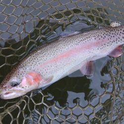 すれていない魚を探せ！ 大安トラウトレイク